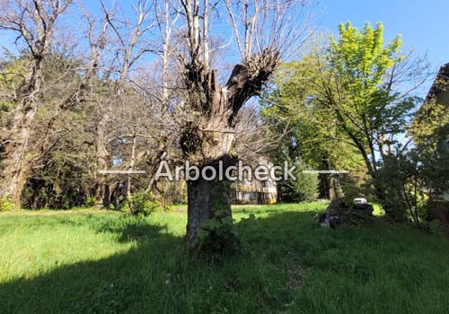 Trabajo en terreno de evaluación de arbolado ArbolCheck